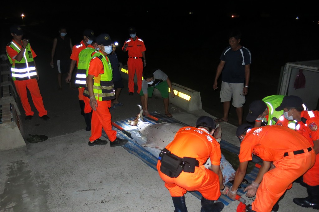 2014年9月9日,Popper在苗栗海边被发现,搁浅小组与海巡署正将Popper准备运上车送去给专家解剖以调查死因。照片:台大鲸豚实验室提供。