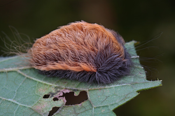 一条猫毛虫在叶子上觅食。摄影:George Grall, National Geographic