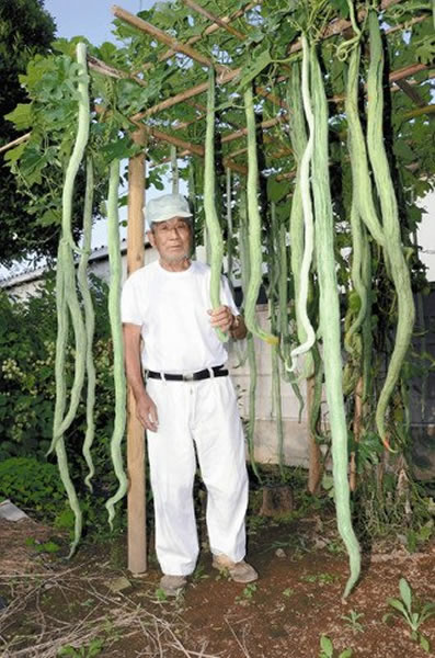 日本茨城县市民家中庭院结出数个近2米的“蛇瓜”
