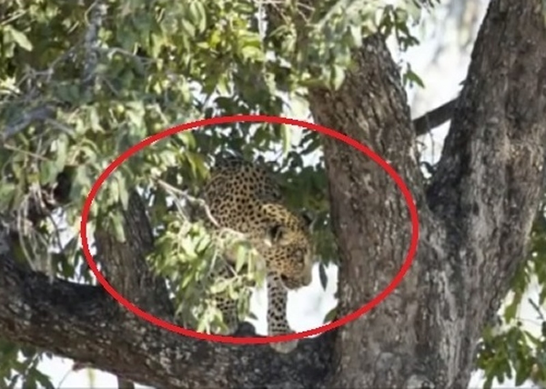 ���������ϻ��ӵ���