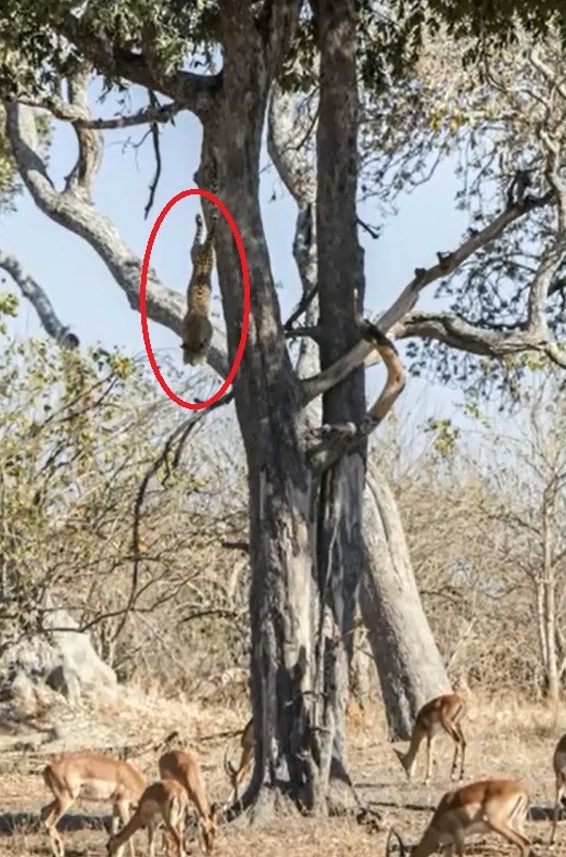 ����������һԾ����