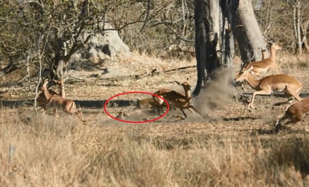 һ��������ɢ���ӣ�����������ס����һͷ��