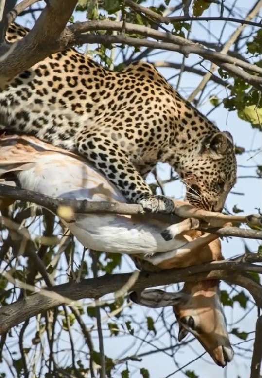 �������Բ��������ʬ�������ϣ������������á�