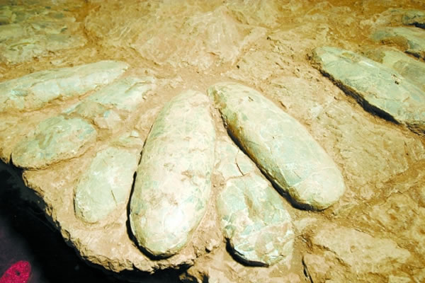 西峡巨型长形蛋是西峡恐龙蛋化石的标志,也是西峡恐龙遗迹园的镇馆之宝,其独特的资源禀赋和极其稀有的代表性,成为西峡盆地恐龙蛋化石的代表之作。