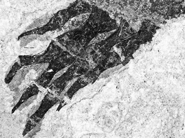 �¹�3����ǰ��ʯ����֫������������֤��