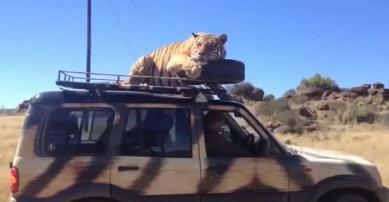 南非野生动物保护区老虎跳上吉普车车顶游车河