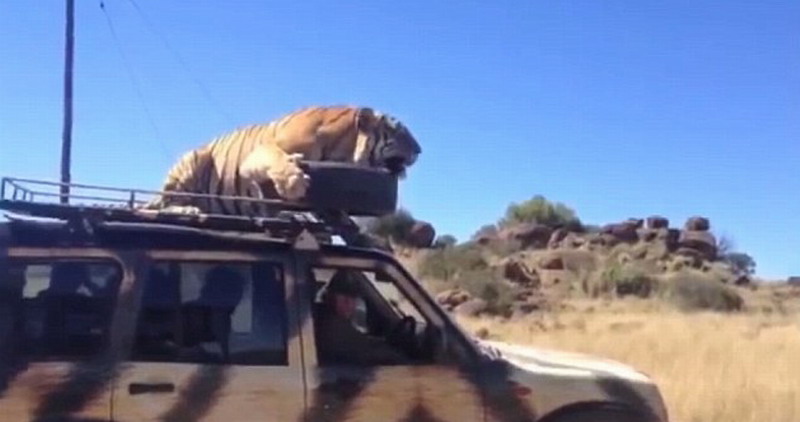 南非野生动物保护区老虎跳上吉普车车顶游车河