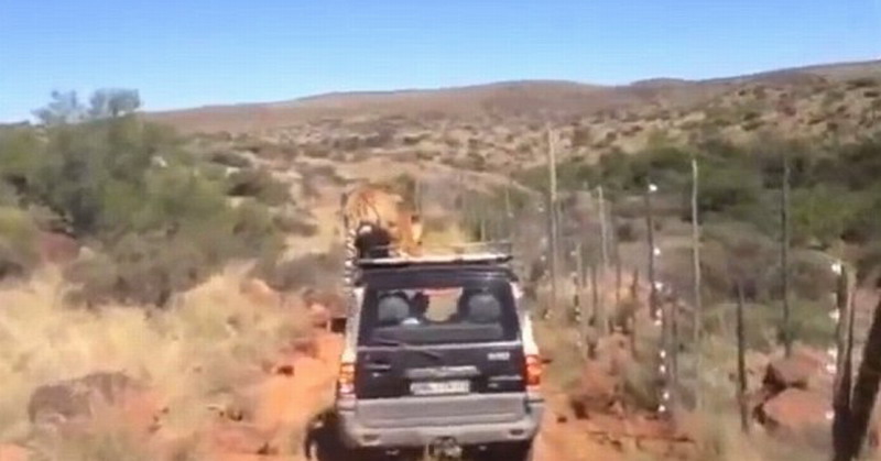 南非野生动物保护区老虎跳上吉普车车顶游车河