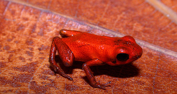 巴拿马北部科隆省发现新物种——箭毒蛙近亲