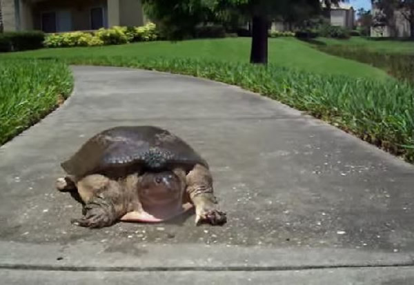 鳖受惊拔腿狂奔