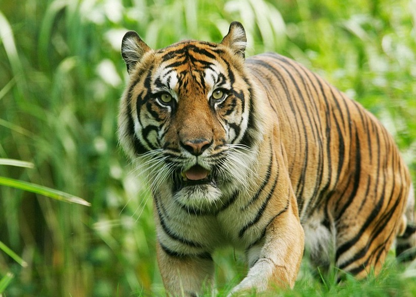 WWFָҰ����������40����������룬�ϻ���������һ�ֱ�Σ���