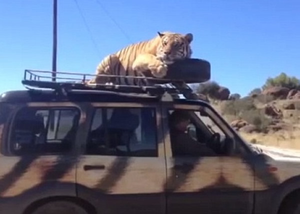 南非老虎跳上车顶搭顺风车兼睡午觉