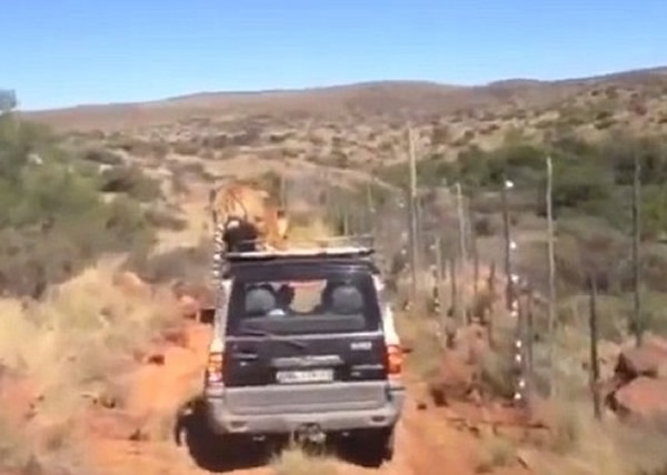 搭顺风车的塞阿特奥