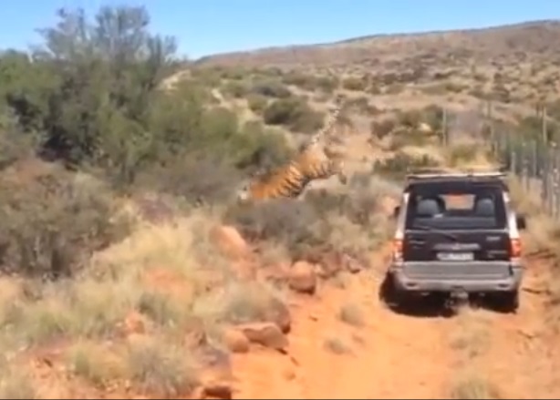 直至车子驶到凹凸不平的路面,塞阿特奥才跳车。