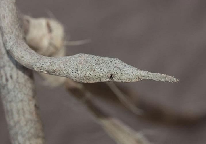 �����˹��Ҷ����