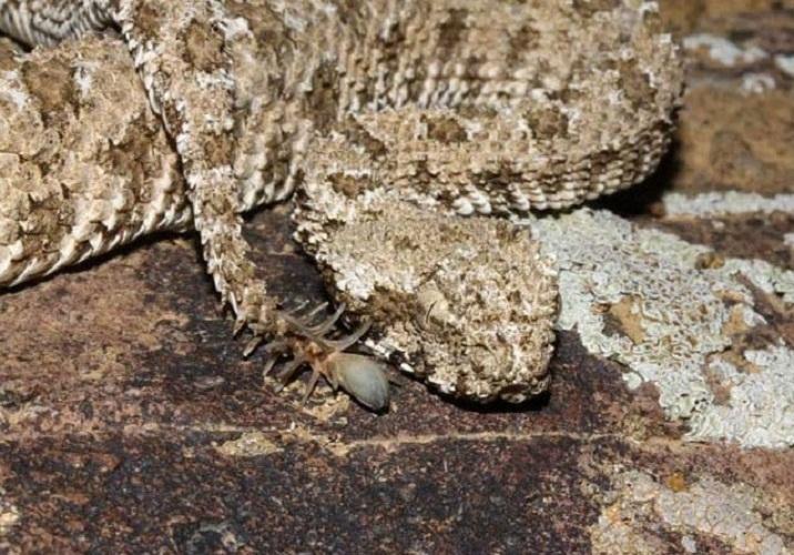 ��β����