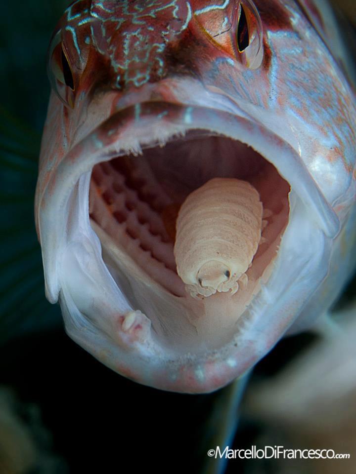 �����l�����еļ����桰��ͷ��ʭ��