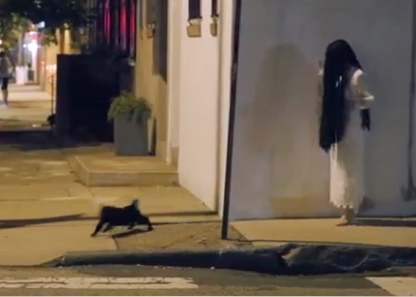 想不到“女鬼”反被一只黑猫吓倒