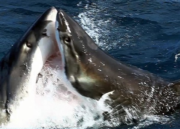 ��ʱ����ܳ�ˮ�棬ҧ��С�衣