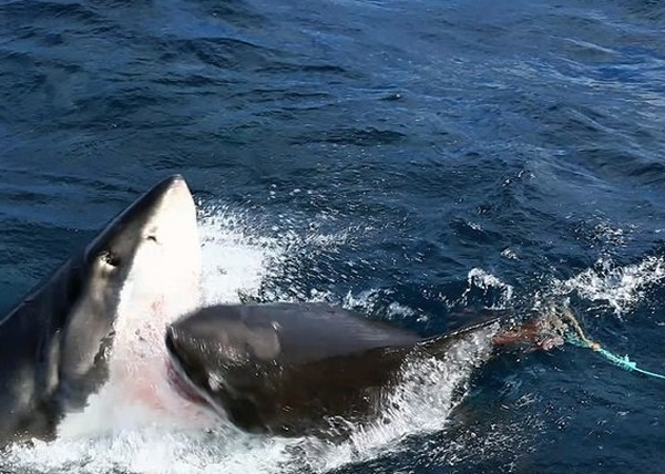 ����ҧ��С��ͷ��