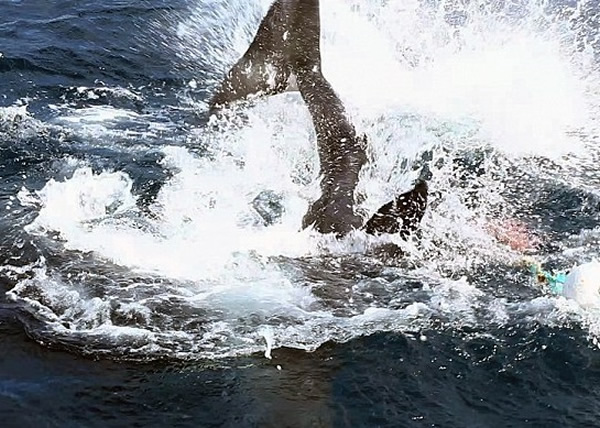 ���������񶷣�ˮ���Ľ���