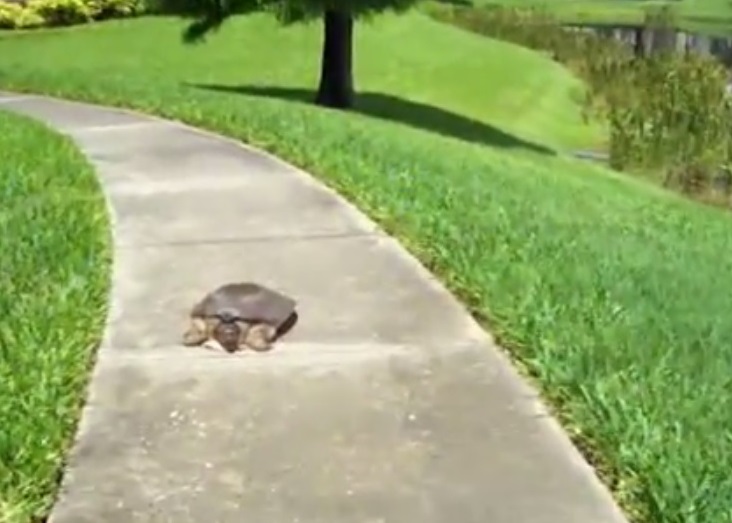 斯佩尔担心巨鳖在路上爬行有危险,欲趋前相救。