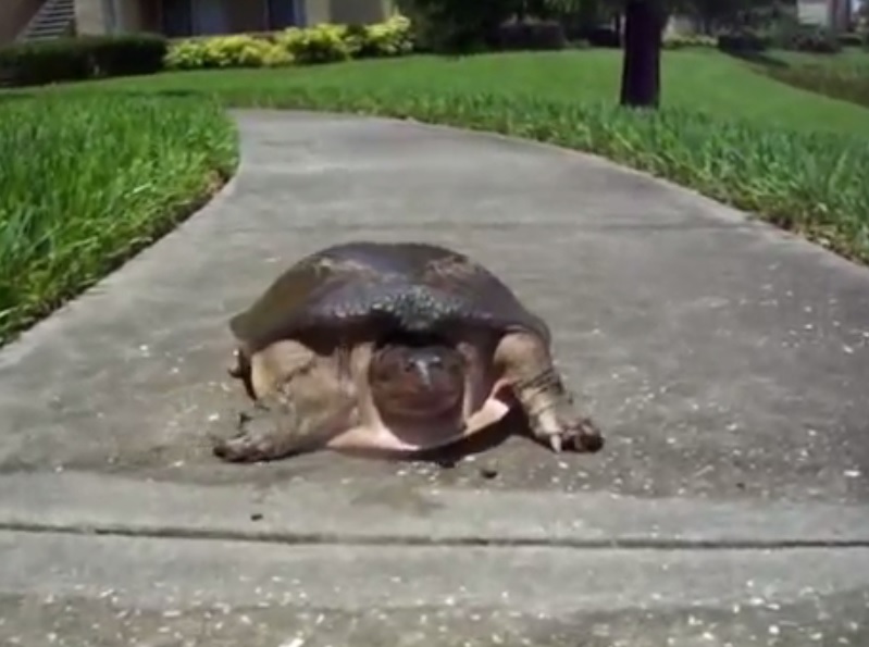 巨鳖见斯佩尔走近,紧张起来,身体提起准备逃走。