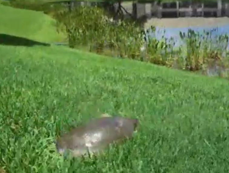 巨鳖突然以极速逃离