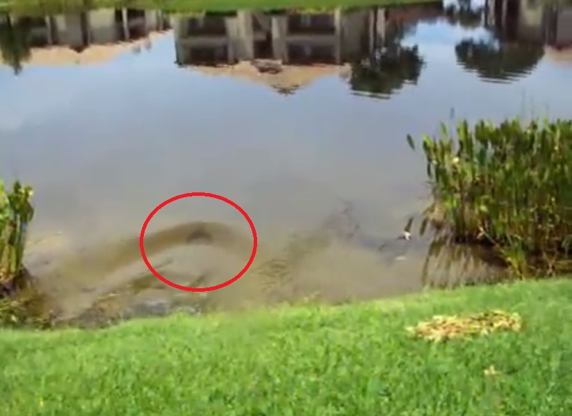 巨鳖(红圈)最后潜入水中隐遁