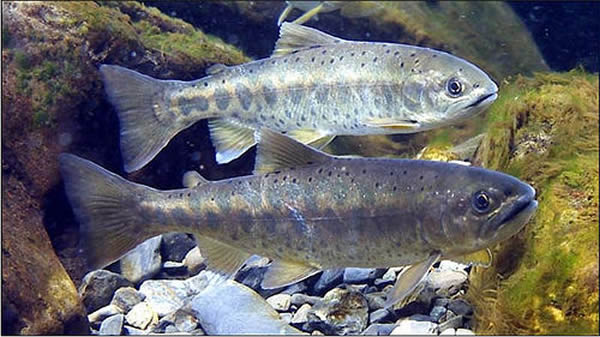 樱花钩吻鲑是台湾的国宝鱼,生活在武陵地区的七家湾溪,是濒临绝种的保育类动物。照片:雪霸国家公园提供。