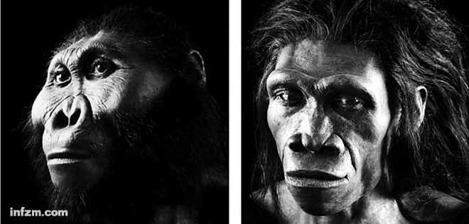 石器时代的饮食结构:我们的远亲“鲍氏傍人”(Paranthropusboseii)(左)住在草原上。从牙齿化石上的分子残留物来看,“鲍氏傍人”的主要食物是草。而