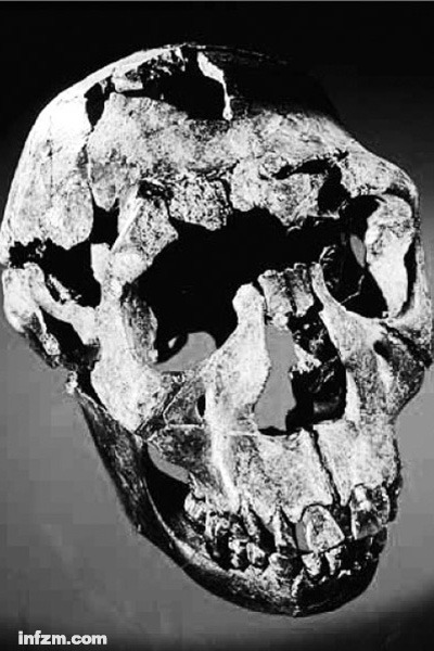 年轻男性匠人(Homo ergaster)的头骨化石,发现于肯尼亚图尔卡纳,距今160万年。 (南方周末资料图/图)