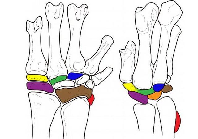 图中是异齿龙和腔骨龙的腕骨结构,其中彩色部分代表着进化成为鸟类豌豆骨的骨骼部分。