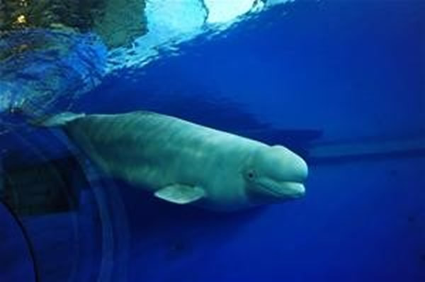 屏东海生馆白鲸「Blue」9月30日因为亚急性败血症死亡