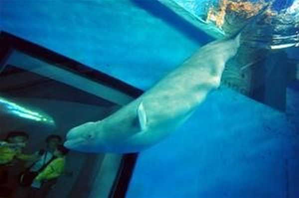 屏东海生馆白鲸「Blue」