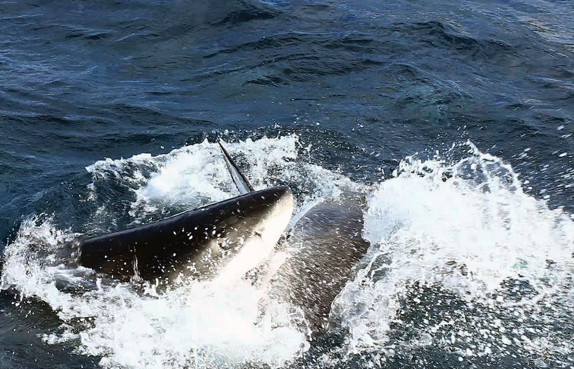 �Ĵ������ϲ�������ֻ�����Ϊ����ʳ�ﻥ���ɱ