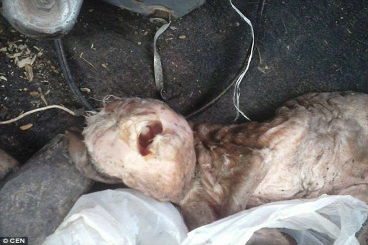 阿根廷一头山羊产下头部宛如人类的畸形死胎