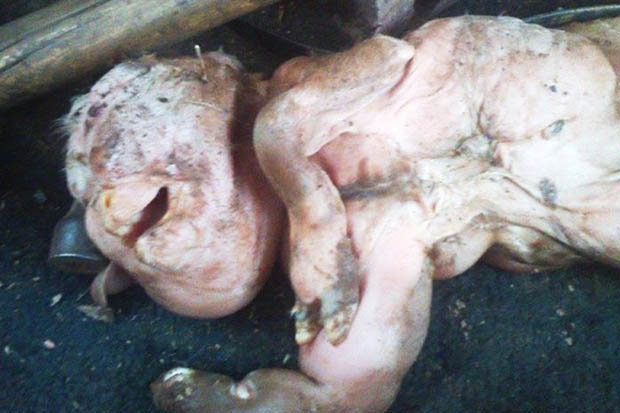 阿根廷一头山羊产下头部宛如人类的畸形死胎