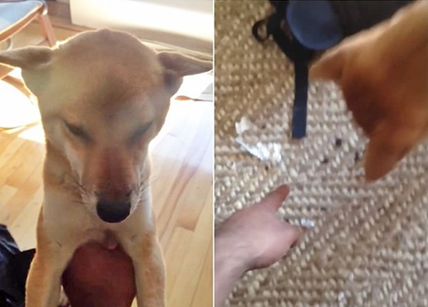 主人指着地面的包装纸,问是否爱子(左图)所为。