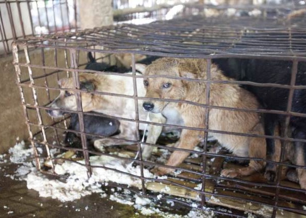 狗场遍地都是狗狗不堪被强灌食物,吐出来的米饭。