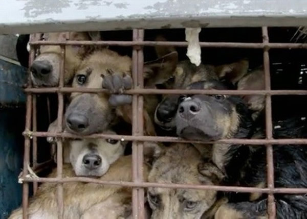 狗只被关在狭小的笼中。