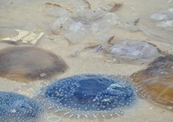 冲上华欣海滨沙滩的水母,当中有的属有毒水母。