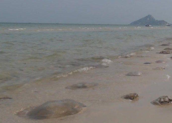 海滨沙滩遍布大量五颜六色的水母