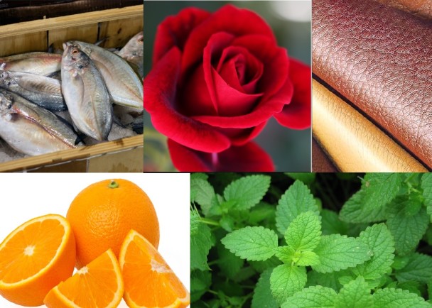 �о���Ա�ý��ܲ����߷ֱ��㡢õ�塢Ƥ��Ⱥͱ���5��ζ����