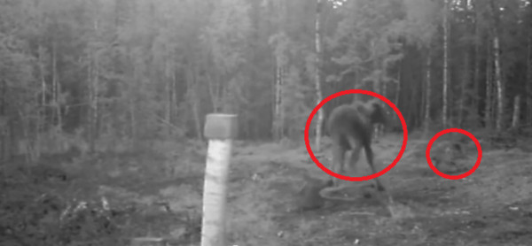 瑞典森林麋鹿妈妈为保护孩子与2只野狼对抗