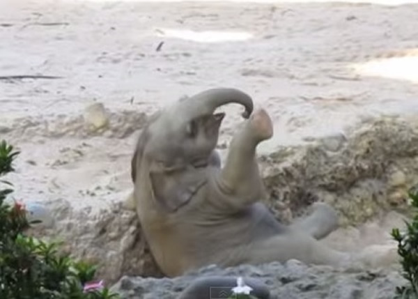 奥米沙不慎跌入坑中,失去平衡,四脚朝天。