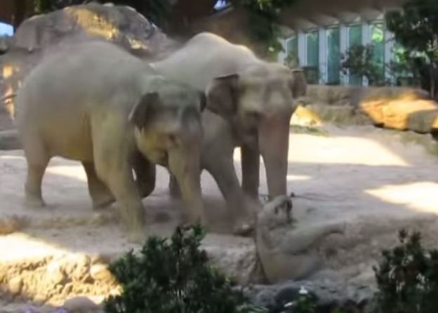 奥米沙的父母赶往拯救爱女