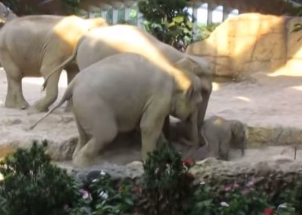 奥米沙在父母的协助下,成功走出坑中脱险。