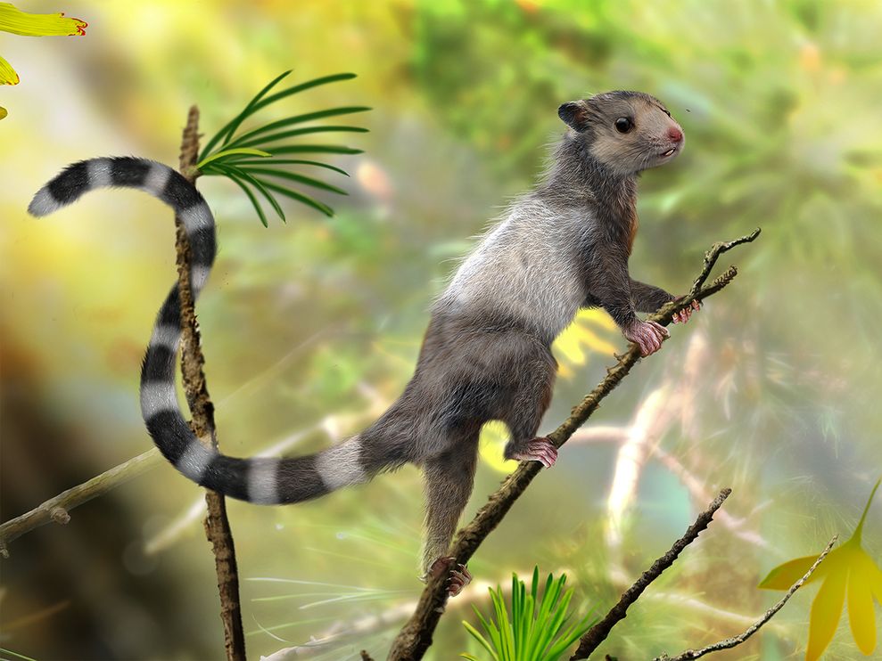 老鼠般大的宋氏仙兽（Xianshou songae）生活在侏罗纪的树上，图为艺术家的插画。