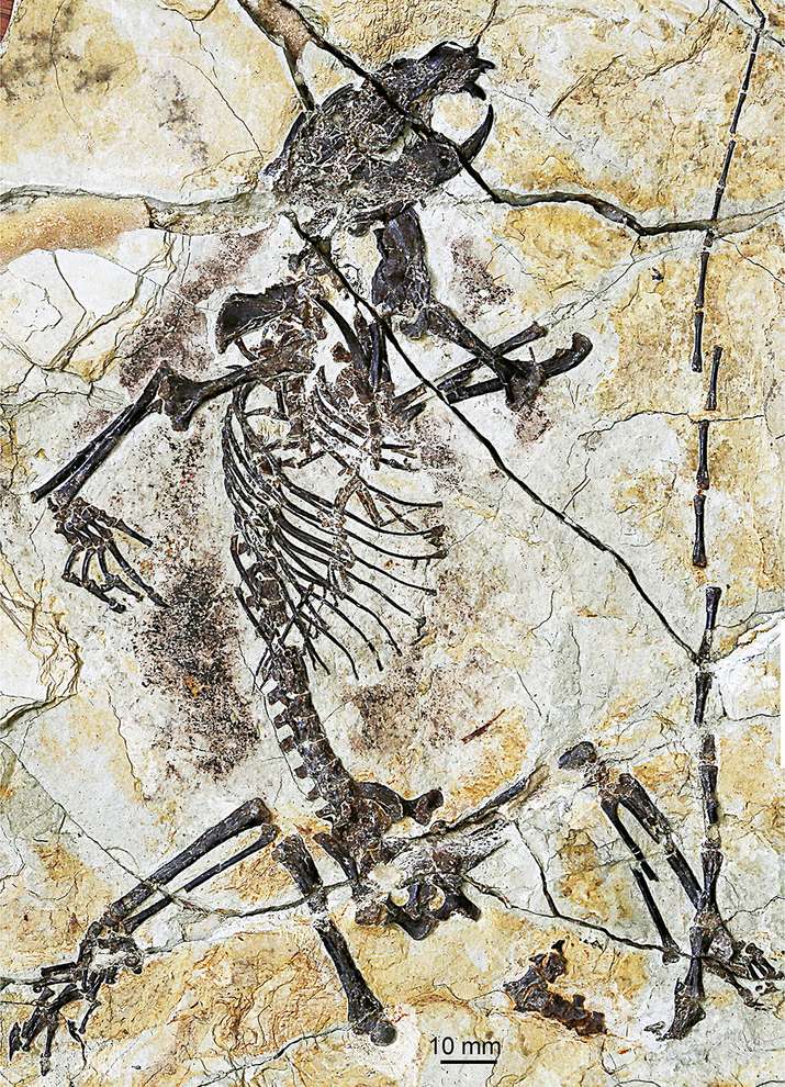 陆氏神兽(Shenshou lui)的化石显示,这种新发现的远古哺乳动物拥有纤细的身躯、长长的手指和尾巴,适应树上生活。